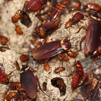 Cockroaches-control-ephlora-pest-solution.-1jpg