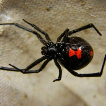 black-widow-spider-control---ephlora-pest-solution