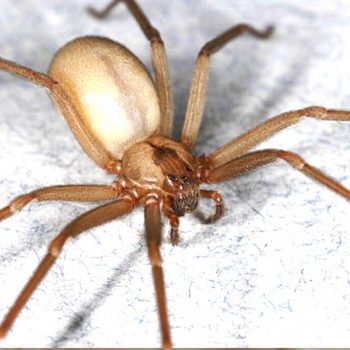 brown-recluse-spider-control-ephlora-pest-solution-1