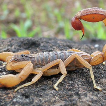 scorpion-control-ephlora-pest-solution